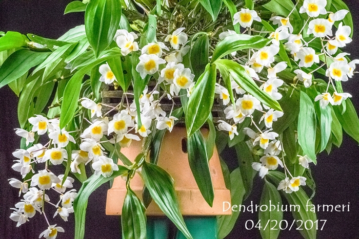 Name:  Dendrobium farmeri 75mm.jpg
Views: 582
Size:  389.3 KB
