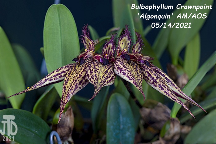 Name:  Bulbophyllum Crownpoint 'Algonquin' AM-AOS3 05152021.jpg
Views: 762
Size:  135.7 KB