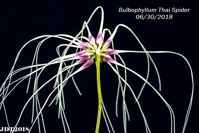 Name:  Bulbophyllum Thai Spider3 280mm 063018.jpg
Views: 153
Size:  217.3 KB