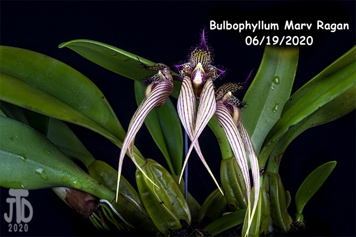 Name:  Bulbophyllum Marv Ragan4 06182020.jpg
Views: 1627
Size:  129.8 KB