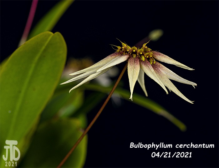 Name:  Bulbophyllum cerchantum5 04212021jpg.jpg
Views: 481
Size:  86.1 KB