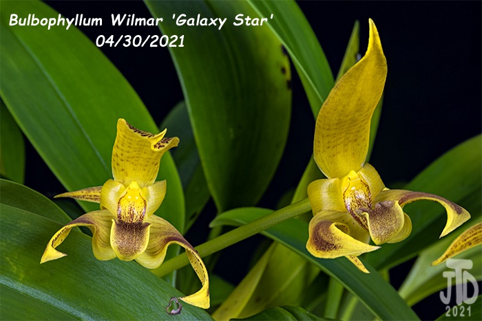 Name:  Bulbophyllum Wilmar 'Galaxy Star'5 04302021.jpg
Views: 860
Size:  122.3 KB