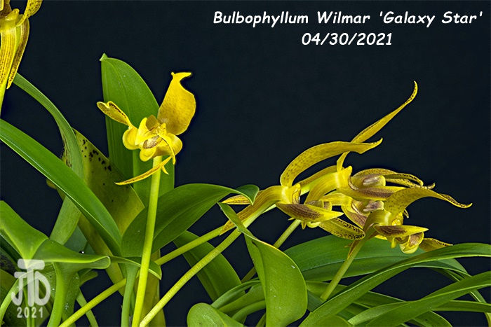 Name:  Bulbophyllum Wilmar 'Galaxy Star'2 04302021.jpg
Views: 1049
Size:  141.7 KB