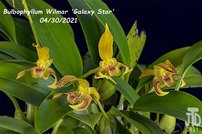 Name:  Bulbophyllum Wilmar 'Galaxy Star'3 04302021.jpg
Views: 722
Size:  139.0 KB