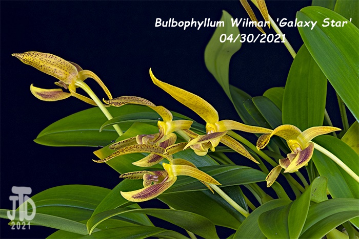 Name:  Bulbophyllum Wilmar 'Galaxy Star'4 04302021.jpg
Views: 1003
Size:  151.0 KB