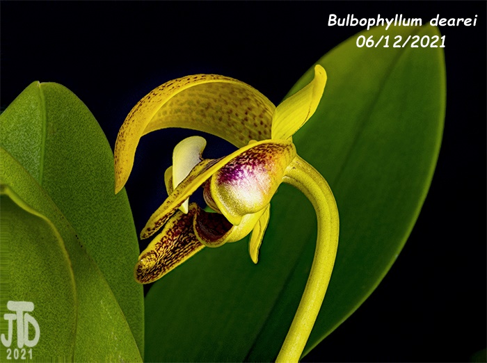 Name:  Bulbophyllum dearei1 06122021.jpg
Views: 1787
Size:  163.8 KB