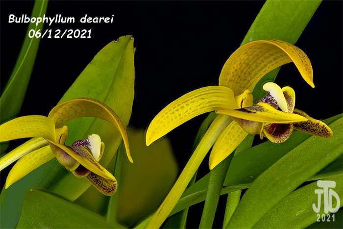 Name:  Bulbophyllum dearei2 06122021.jpg
Views: 1643
Size:  131.1 KB