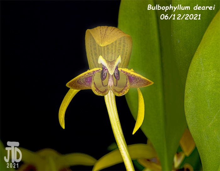 Name:  Bulbophyllum dearei3 06122021.jpg
Views: 1137
Size:  112.4 KB