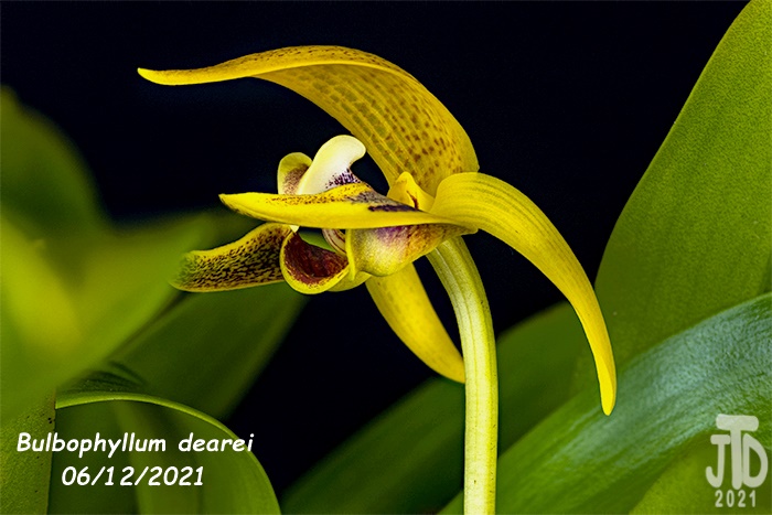 Name:  Bulbophyllum dearei4 06122021.jpg
Views: 1765
Size:  132.0 KB