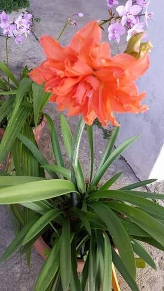 Name:  double Amaryllis Lily.jpg
Views: 2215
Size:  40.4 KB