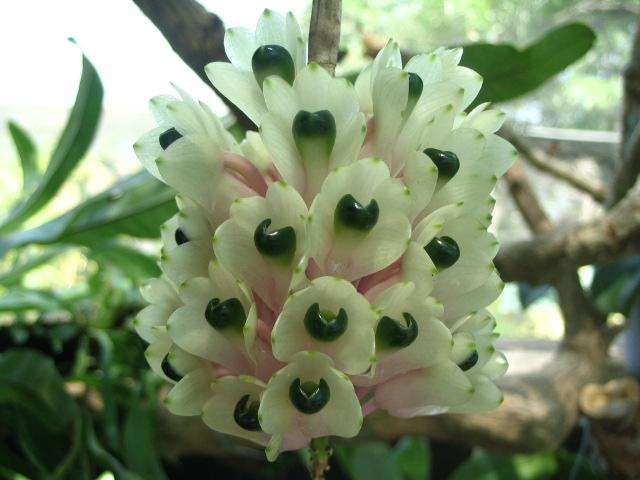 Name:  Dendrobium Smilleae2 (Small).jpg
Views: 3418
Size:  45.7 KB