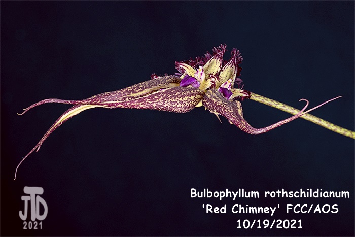 Name:  Bulbophyllum rothschildianum 'Red Chimney' FCCAOS2 10172021.jpg
Views: 55
Size:  105.3 KB