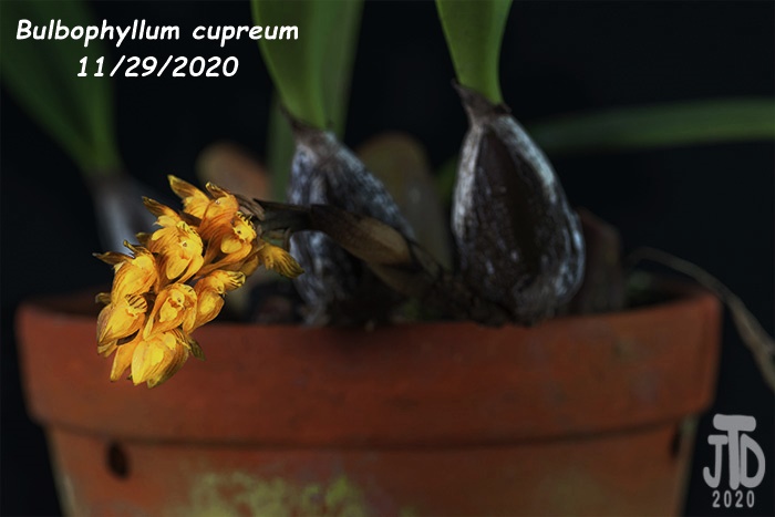 Name:  Bulbophyllum cupreum2 11292020.jpg
Views: 1892
Size:  73.2 KB