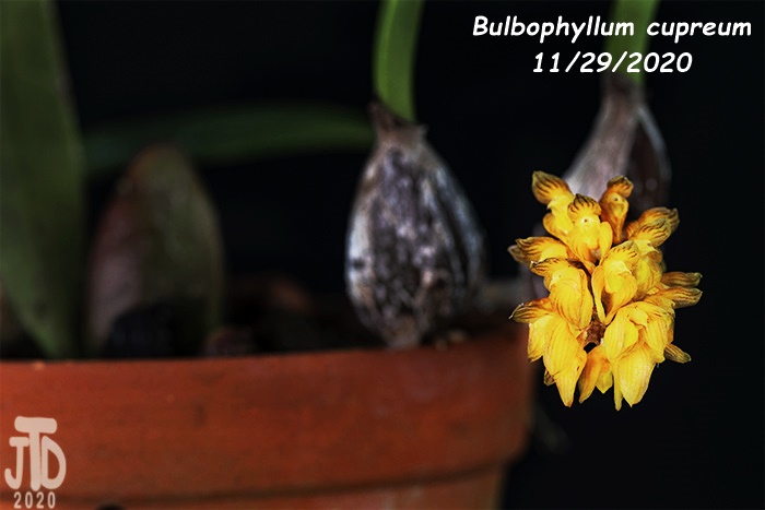 Name:  Bulbophyllum cupreum3 11292020.jpg
Views: 1025
Size:  74.2 KB