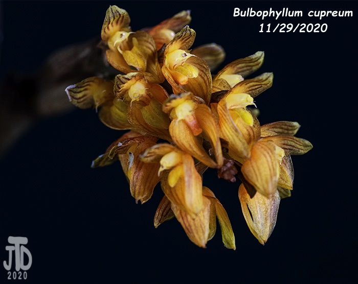 Name:  Bulbophyllum cupreum5 11292020.jpg
Views: 445
Size:  101.6 KB