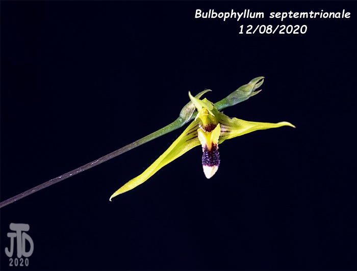 Name:  Bulbophyllum septemtrionale3 12082020.jpg
Views: 372
Size:  65.3 KB
