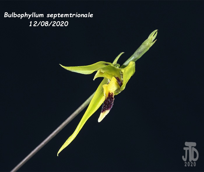 Name:  Bulbophyllum septemtrionale4 12082020.jpg
Views: 86
Size:  80.1 KB