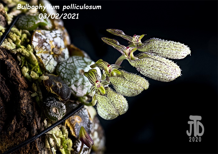 Name:  Bulbophyllum polliculosum2 03022021.jpg
Views: 1444
Size:  191.9 KB