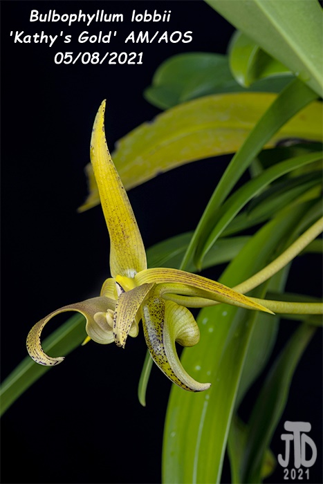 Name:  Bulbophyllum lobbii 'Kathy's Gold' AM-AOS2 05072021.jpg
Views: 1281
Size:  98.8 KB