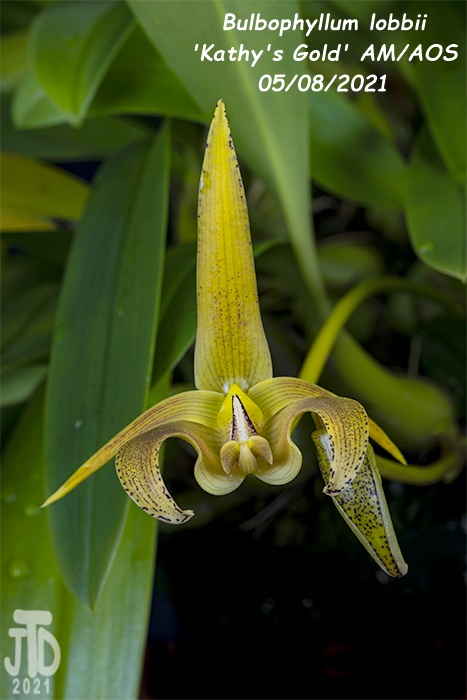 Name:  Bulbophyllum lobbii 'Kathy's Gold' AM-AOS3 05072021.jpg
Views: 1351
Size:  150.4 KB