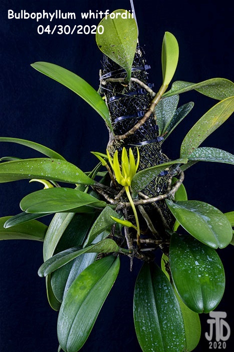 Name:  Bulbophyllum whitfordii1 04302020.jpg
Views: 214
Size:  148.3 KB