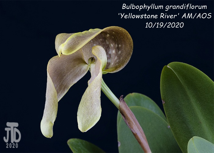 Name:  Bulbophyllum grandiflorum 'Yellowstone River' AMAOS1 10192020.jpg
Views: 3186
Size:  107.0 KB