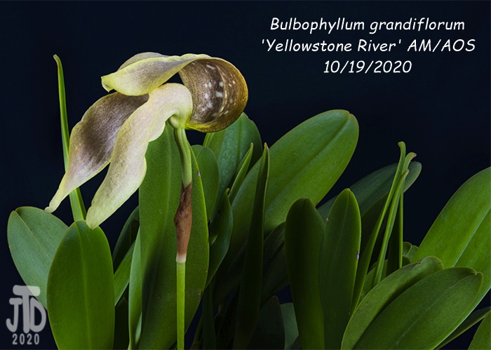 Name:  Bulbophyllum grandiflorum 'Yellowstone River' AMAOS3 10192020.jpg
Views: 3393
Size:  118.1 KB