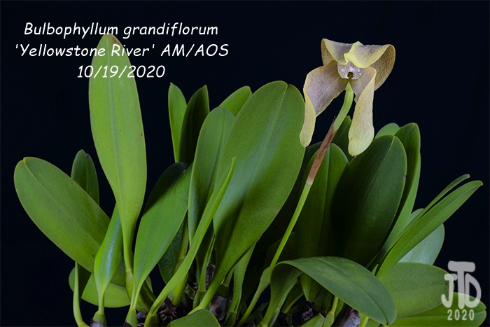 Name:  Bulbophyllum grandiflorum 'Yellowstone River' AMAOS4 10192020.jpg
Views: 2173
Size:  122.0 KB