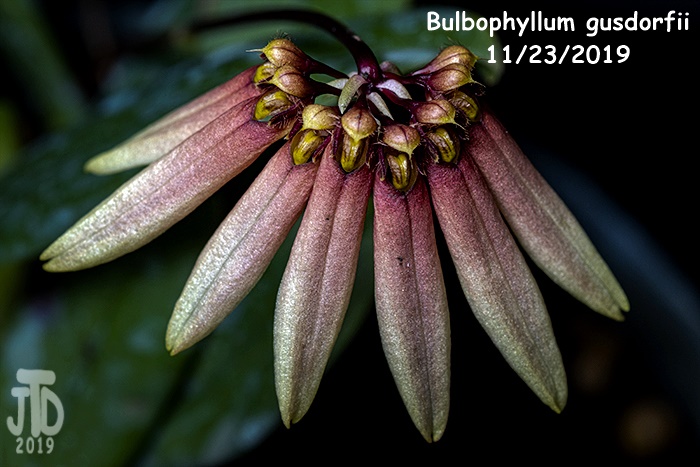 Name:  Bulbophyllum gusdorfii4 11222019.jpg
Views: 537
Size:  128.5 KB