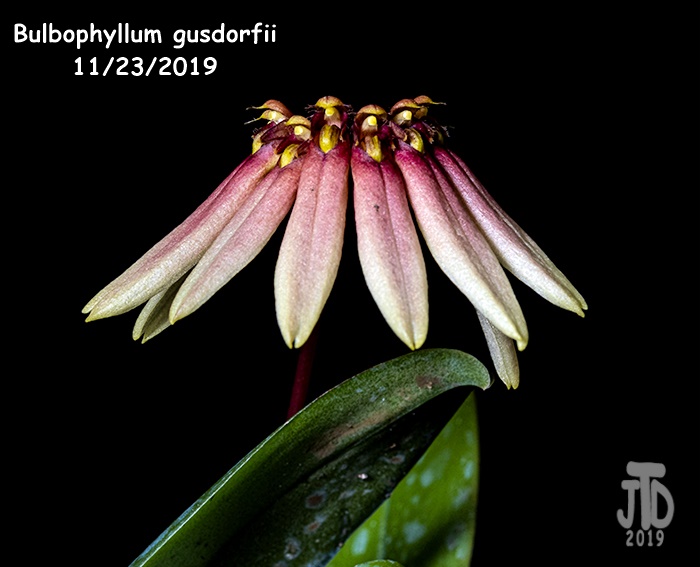 Name:  Bulbophyllum gusdorfii1 11222019.jpg
Views: 432
Size:  100.7 KB