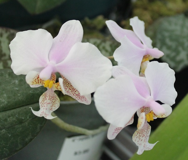 Name:  Phalaenopsis_Wiganiae_crop6x6.jpg
Views: 163
Size:  72.9 KB