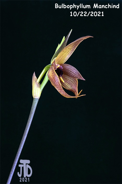Name:  Bulbophyllum Manchind4 10222021.jpg
Views: 90
Size:  80.9 KB