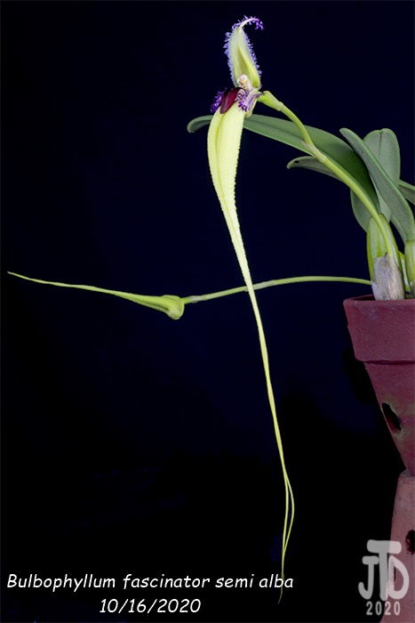 Name:  Bulbophyllum fascinator semi alba2 10162020.jpg
Views: 146
Size:  62.8 KB