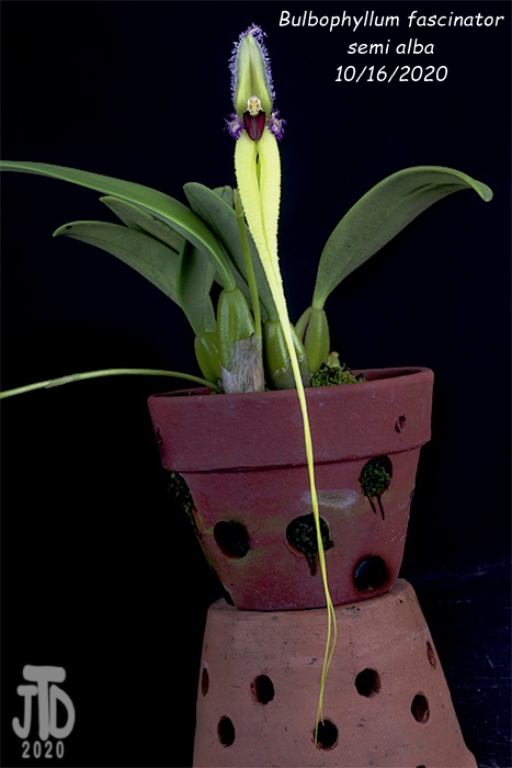 Name:  Bulbophyllum fascinator semi alba3 10162020.jpg
Views: 130
Size:  86.3 KB