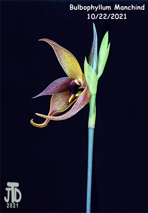 Name:  Bulbophyllum Manchind2 10222021.jpg
Views: 91
Size:  80.9 KB