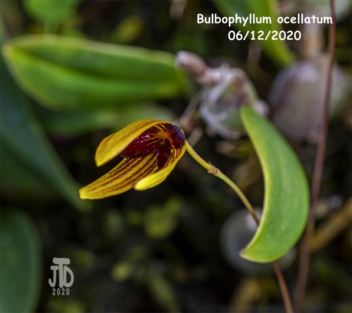 Name:  Bulbophyllum ocellatum2 06122020.jpg
Views: 144
Size:  153.3 KB