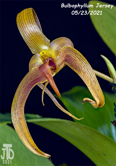 Name:  Bulbophyllum Jersey5 05232021.jpg
Views: 196
Size:  136.9 KB
