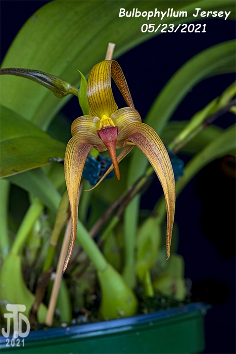 Name:  Bulbophyllum Jersey3 05232021.jpg
Views: 465
Size:  135.6 KB