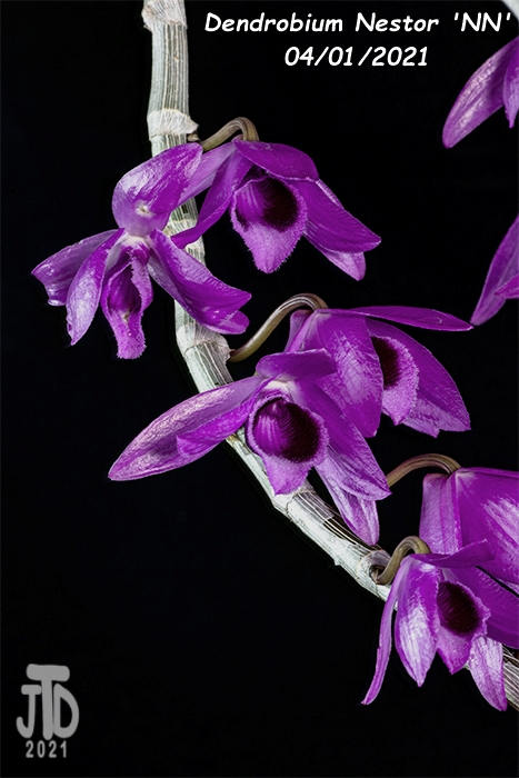 Name:  Dendrobium Nestor 'NN'5 03312021.jpg
Views: 2754
Size:  237.0 KB