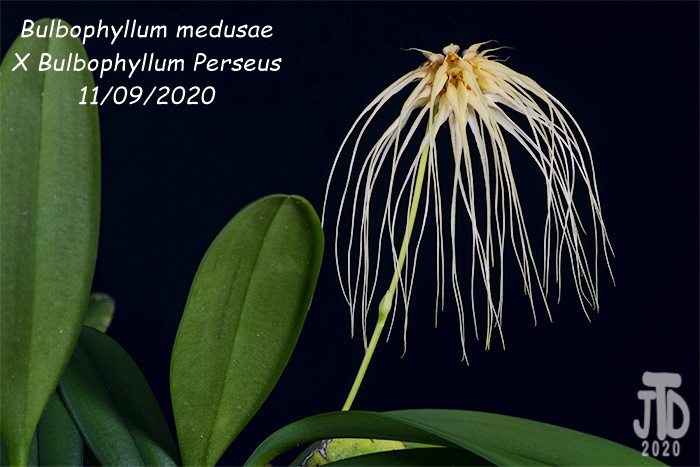Name:  Bulbophyllum medusaeXB. Perseus2 11092020.jpg
Views: 1787
Size:  124.8 KB