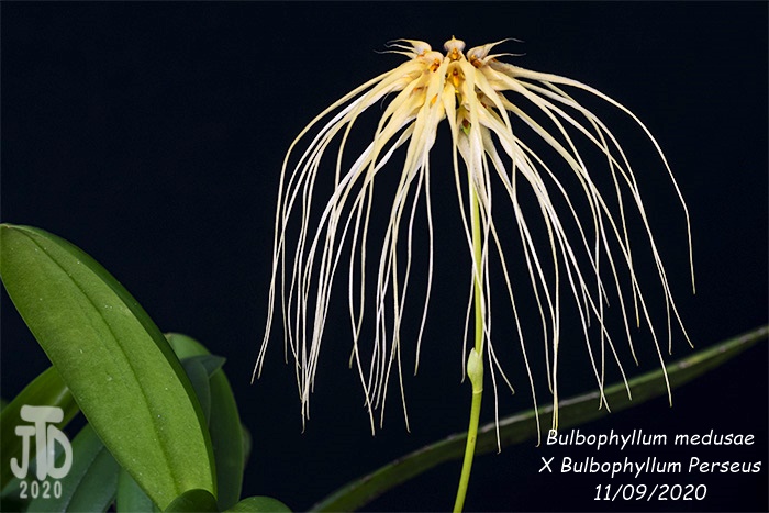 Name:  Bulbophyllum medusaeXB. Perseus3 11092020.jpg
Views: 1449
Size:  134.8 KB