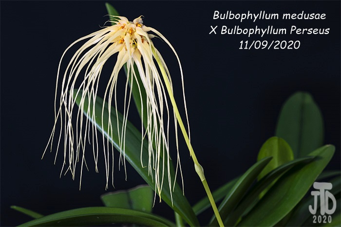 Name:  Bulbophyllum medusaeXB. Perseus4 11092020.jpg
Views: 1642
Size:  133.4 KB