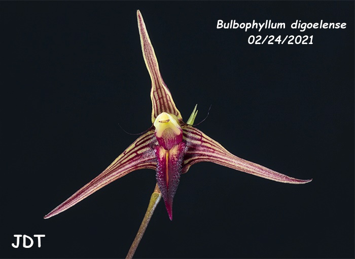 Name:  Bulbophyllum digoelense1 02242021.jpg
Views: 190
Size:  82.5 KB