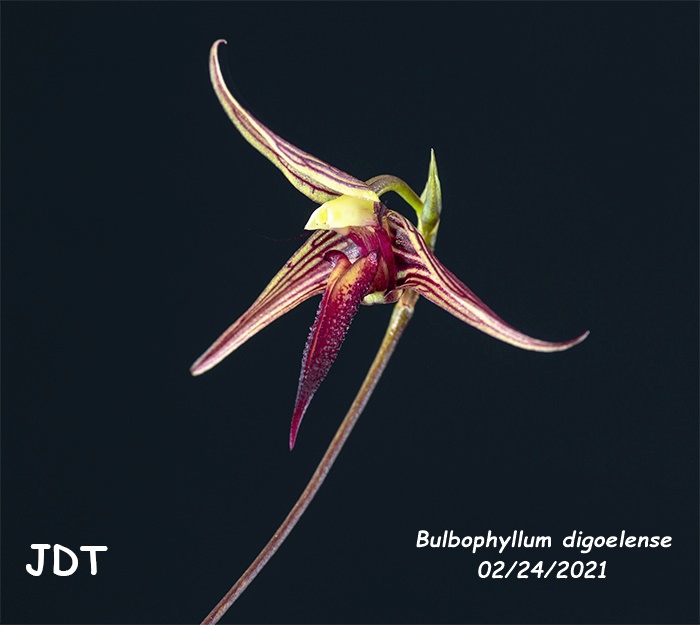 Name:  Bulbophyllum digoelense2 02242021.jpg
Views: 1293
Size:  83.3 KB