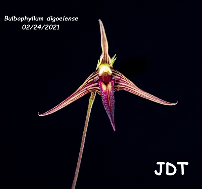 Name:  Bulbophyllum digoelense3 02242021.jpg
Views: 1089
Size:  76.3 KB