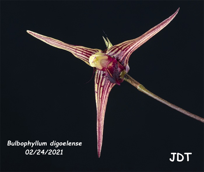 Name:  Bulbophyllum digoelense5 02242021.jpg
Views: 178
Size:  85.4 KB