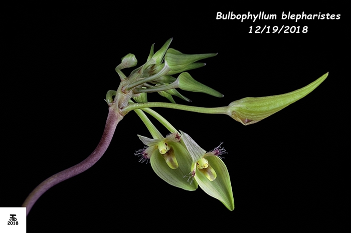 Name:  Bulbophyllum blepharistes2 12172018.jpg
Views: 198
Size:  143.0 KB