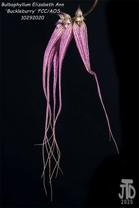 Name:  Bulbophyllum Elizabeth Ann 'Buckleburry'3 10292020.jpg
Views: 940
Size:  121.0 KB