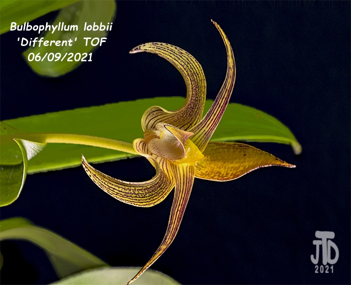 Name:  Bulbophyllum lobbii 'Different' TOF1 06092021.jpg
Views: 2128
Size:  141.0 KB