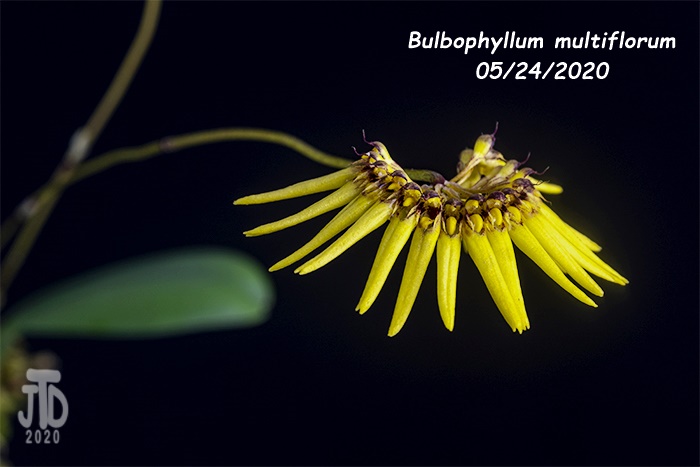 Name:  Bulbophyllum multiflorum3 05242020.jpg
Views: 793
Size:  84.1 KB